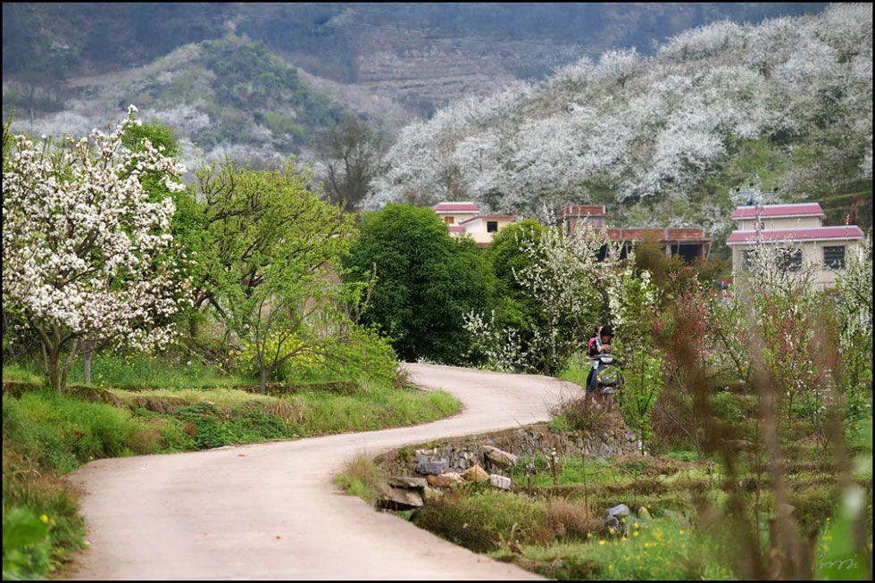 【春天，广西桂林灌阳县向您发出邀请！】我们在灌阳看梨花 - 游山玩水 - 巴彦淖尔盟生活社区 - 巴彦淖尔盟28生活网 bycem.28life.com