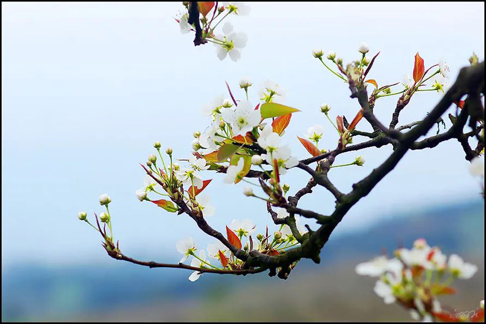 【春天，广西桂林灌阳县向您发出邀请！】我们在灌阳看梨花 - 游山玩水 - 巴彦淖尔盟生活社区 - 巴彦淖尔盟28生活网 bycem.28life.com