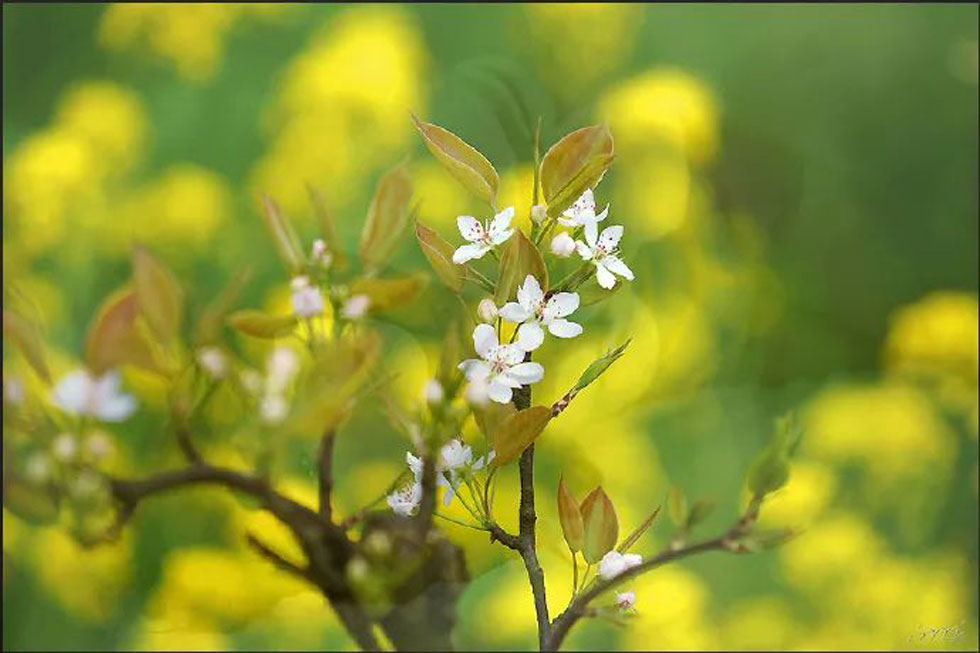 【春天，广西桂林灌阳县向您发出邀请！】我们在灌阳看梨花 - 游山玩水 - 巴彦淖尔盟生活社区 - 巴彦淖尔盟28生活网 bycem.28life.com