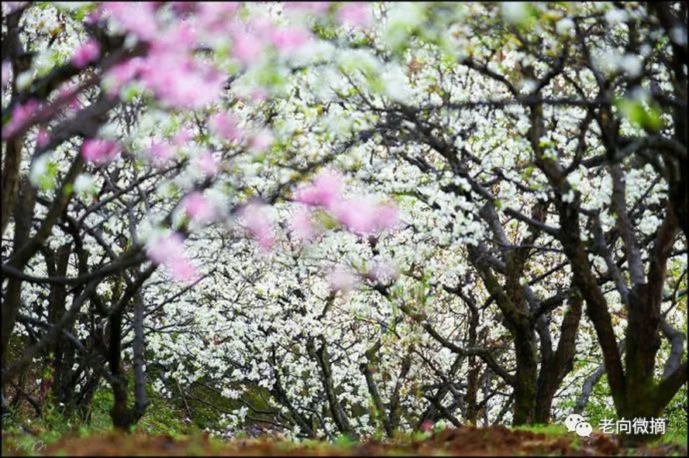 【春天，广西桂林灌阳县向您发出邀请！】我们在灌阳看梨花 - 游山玩水 - 巴彦淖尔盟生活社区 - 巴彦淖尔盟28生活网 bycem.28life.com