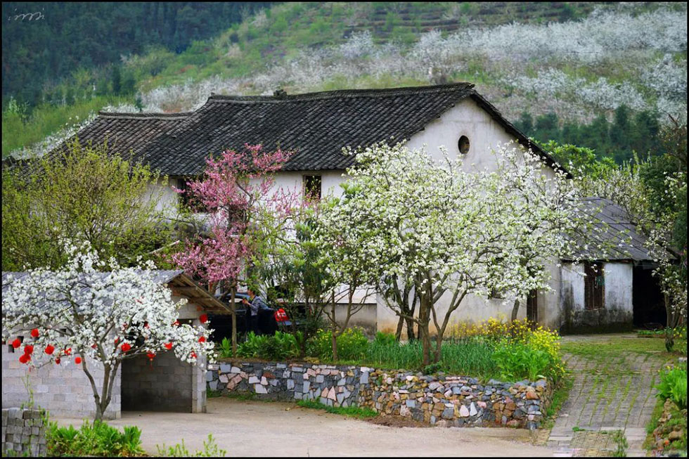 【春天，广西桂林灌阳县向您发出邀请！】我们在灌阳看梨花 - 游山玩水 - 巴彦淖尔盟生活社区 - 巴彦淖尔盟28生活网 bycem.28life.com