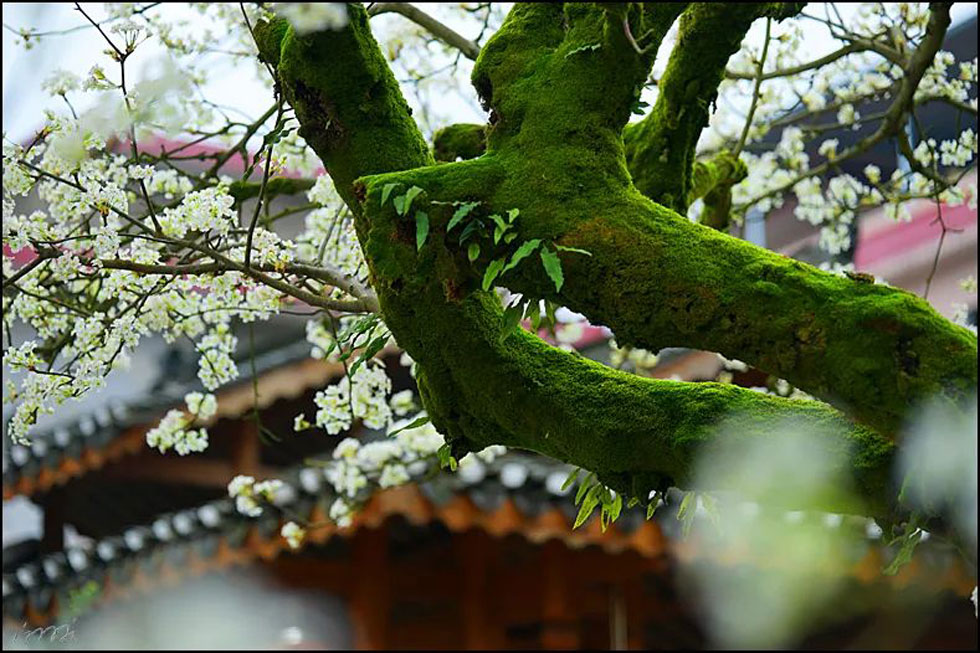 【春天，广西桂林灌阳县向您发出邀请！】我们在灌阳看梨花 - 游山玩水 - 巴彦淖尔盟生活社区 - 巴彦淖尔盟28生活网 bycem.28life.com