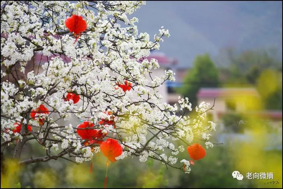 【春天，广西桂林灌阳县向您发出邀请！】我们在灌阳看梨花 - 游山玩水 - 巴彦淖尔盟生活社区 - 巴彦淖尔盟28生活网 bycem.28life.com