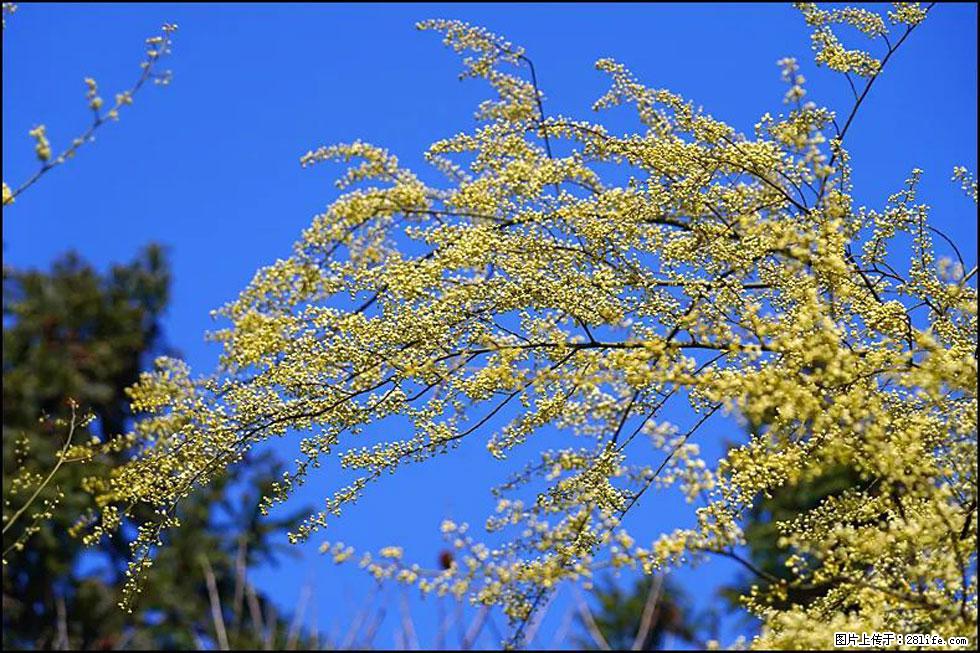 【春天,广西桂林灌阳县向您发出邀请!】米珠山前有片山苍子花在飘香 - 游山玩水 - 巴彦淖尔盟生活社区 - 巴彦淖尔盟28生活网 bycem.28life.com