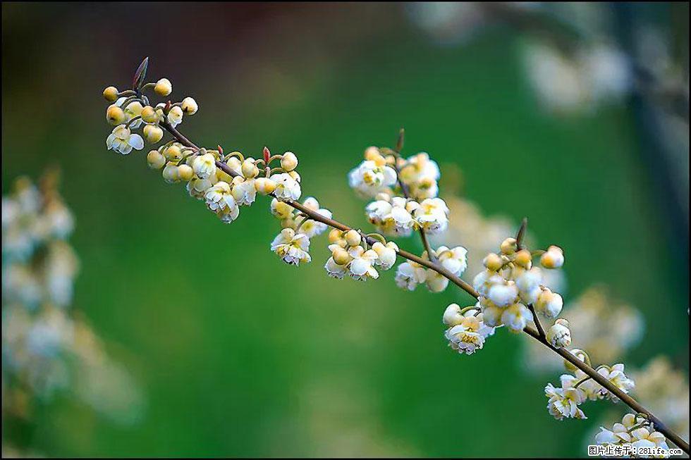 【春天,广西桂林灌阳县向您发出邀请!】米珠山前有片山苍子花在飘香 - 游山玩水 - 巴彦淖尔盟生活社区 - 巴彦淖尔盟28生活网 bycem.28life.com