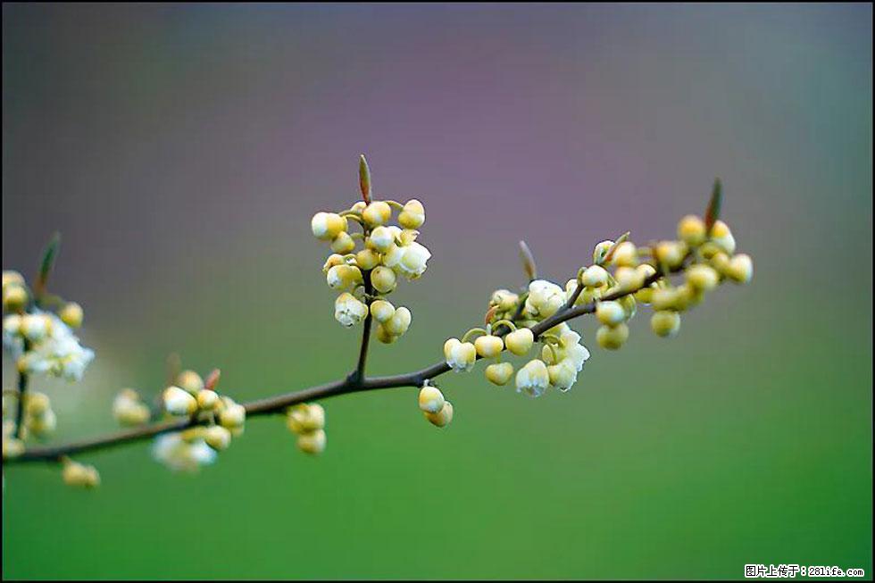 【春天,广西桂林灌阳县向您发出邀请!】米珠山前有片山苍子花在飘香 - 游山玩水 - 巴彦淖尔盟生活社区 - 巴彦淖尔盟28生活网 bycem.28life.com