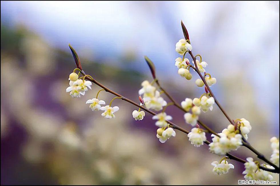 【春天,广西桂林灌阳县向您发出邀请!】米珠山前有片山苍子花在飘香 - 游山玩水 - 巴彦淖尔盟生活社区 - 巴彦淖尔盟28生活网 bycem.28life.com