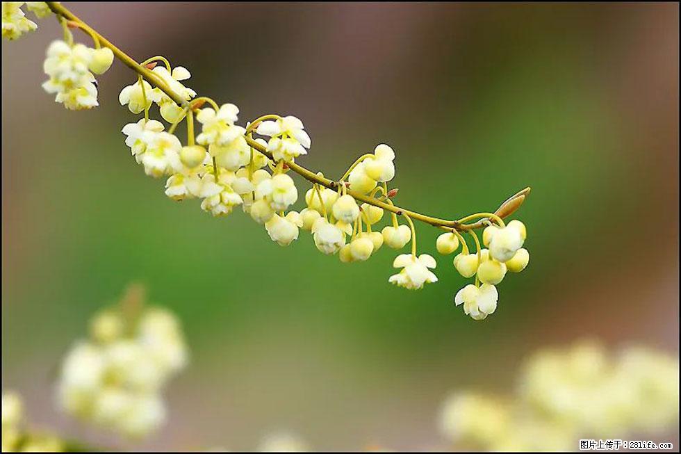 【春天,广西桂林灌阳县向您发出邀请!】米珠山前有片山苍子花在飘香 - 游山玩水 - 巴彦淖尔盟生活社区 - 巴彦淖尔盟28生活网 bycem.28life.com