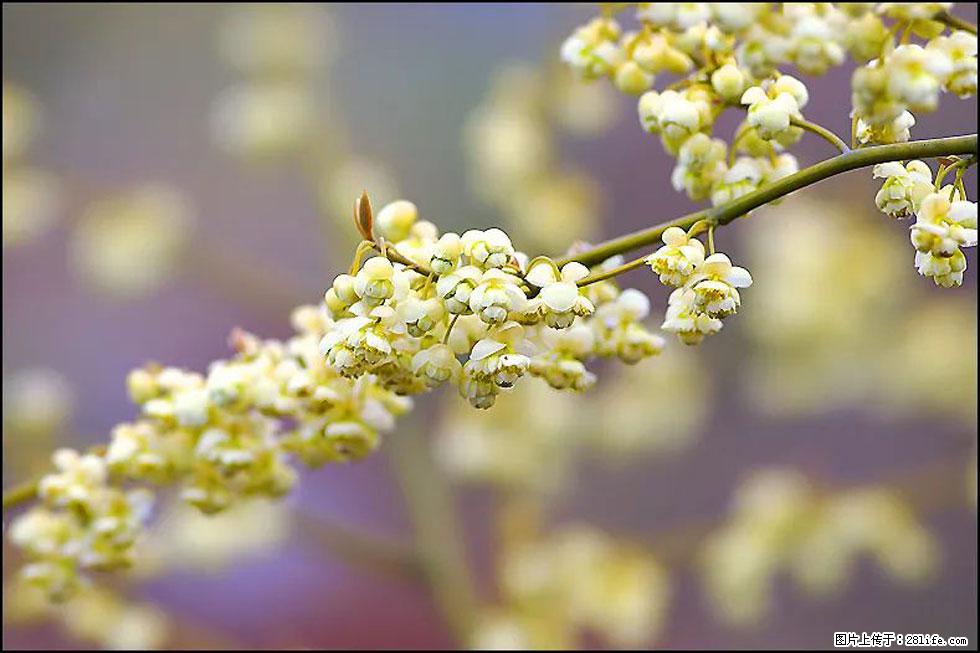 【春天,广西桂林灌阳县向您发出邀请!】米珠山前有片山苍子花在飘香 - 游山玩水 - 巴彦淖尔盟生活社区 - 巴彦淖尔盟28生活网 bycem.28life.com