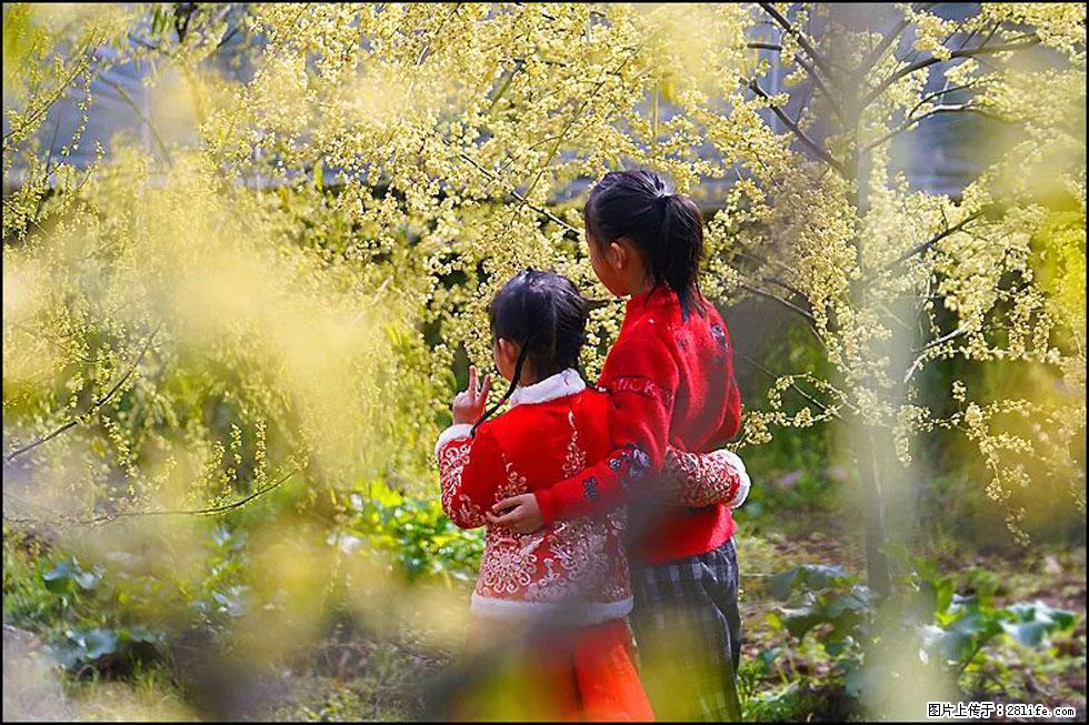 【春天,广西桂林灌阳县向您发出邀请!】米珠山前有片山苍子花在飘香 - 游山玩水 - 巴彦淖尔盟生活社区 - 巴彦淖尔盟28生活网 bycem.28life.com