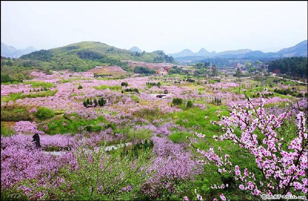 【春天，广西桂林灌阳县向您发出邀请！】官庄村有个醉美的桃花园 - 游山玩水 - 巴彦淖尔盟生活社区 - 巴彦淖尔盟28生活网 bycem.28life.com