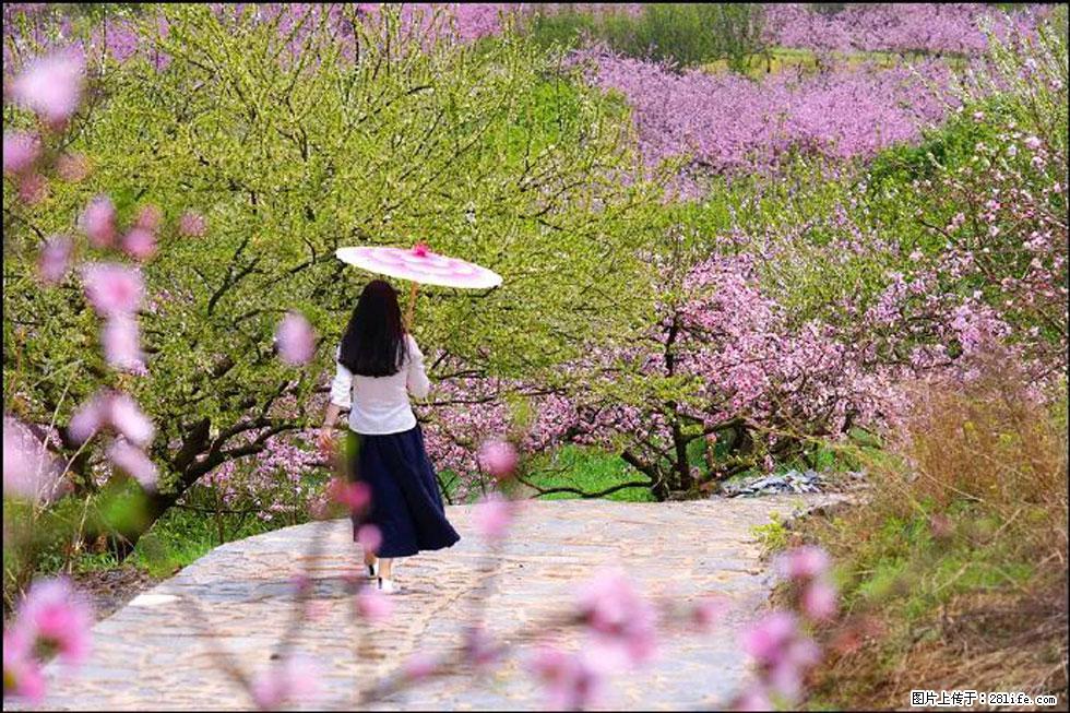 【春天，广西桂林灌阳县向您发出邀请！】官庄村有个醉美的桃花园 - 游山玩水 - 巴彦淖尔盟生活社区 - 巴彦淖尔盟28生活网 bycem.28life.com