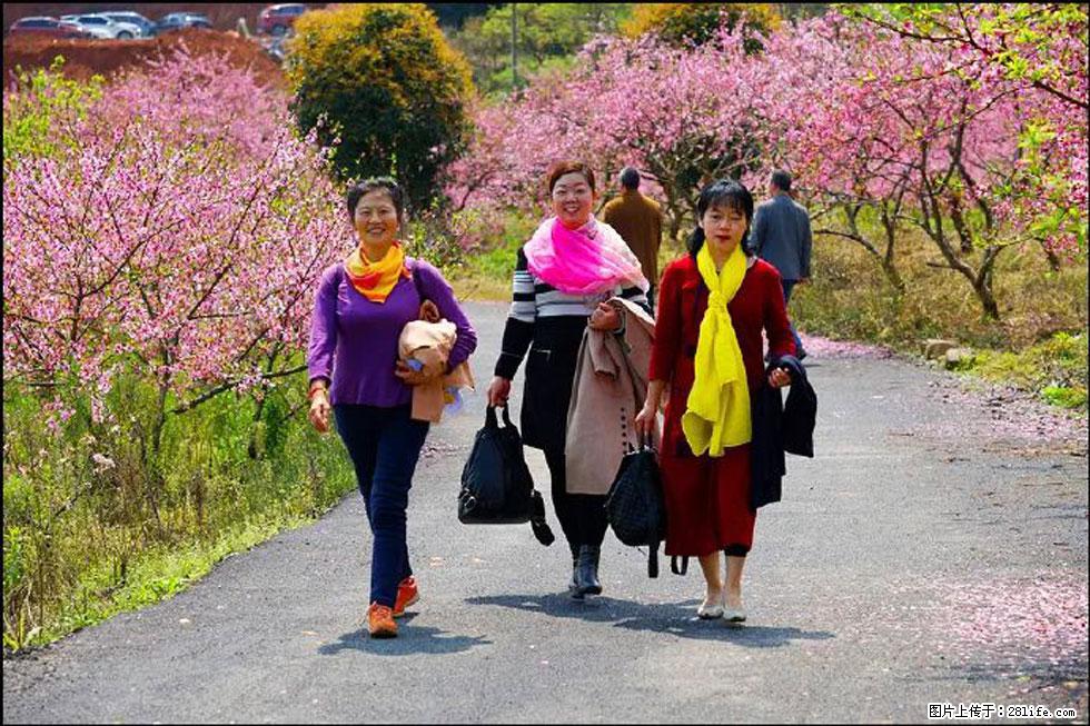 【春天，广西桂林灌阳县向您发出邀请！】官庄村有个醉美的桃花园 - 游山玩水 - 巴彦淖尔盟生活社区 - 巴彦淖尔盟28生活网 bycem.28life.com