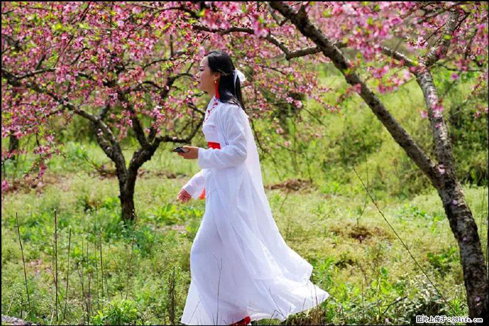 【春天，广西桂林灌阳县向您发出邀请！】官庄村有个醉美的桃花园 - 游山玩水 - 巴彦淖尔盟生活社区 - 巴彦淖尔盟28生活网 bycem.28life.com