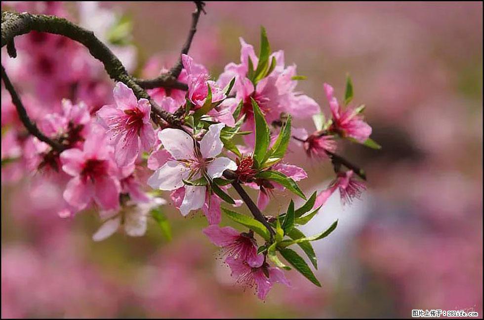 【春天，广西桂林灌阳县向您发出邀请！】官庄村有个醉美的桃花园 - 游山玩水 - 巴彦淖尔盟生活社区 - 巴彦淖尔盟28生活网 bycem.28life.com