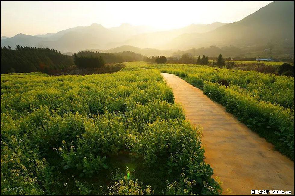 【春天，广西桂林灌阳县向您发出邀请！】长坪村油菜盛情花开 - 游山玩水 - 巴彦淖尔盟生活社区 - 巴彦淖尔盟28生活网 bycem.28life.com