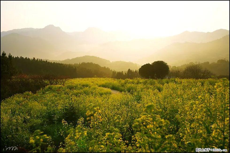 【春天，广西桂林灌阳县向您发出邀请！】长坪村油菜盛情花开 - 游山玩水 - 巴彦淖尔盟生活社区 - 巴彦淖尔盟28生活网 bycem.28life.com