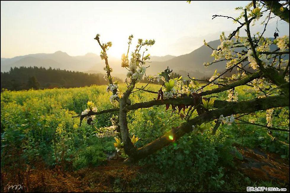 【春天，广西桂林灌阳县向您发出邀请！】长坪村油菜盛情花开 - 游山玩水 - 巴彦淖尔盟生活社区 - 巴彦淖尔盟28生活网 bycem.28life.com