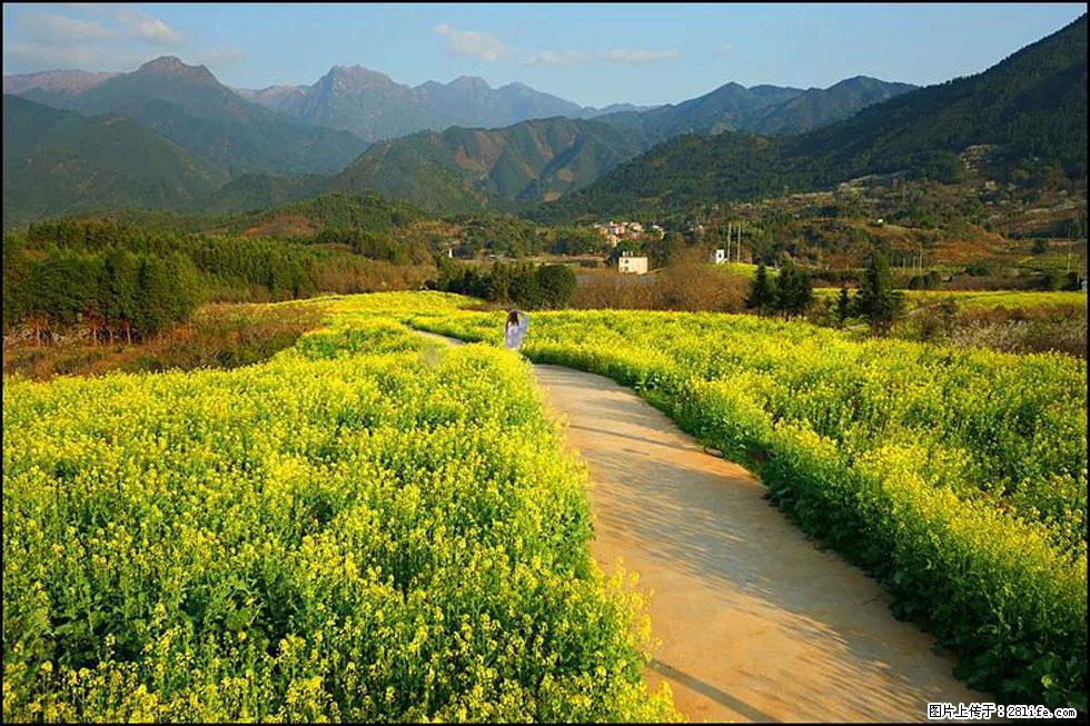 【春天，广西桂林灌阳县向您发出邀请！】长坪村油菜盛情花开 - 游山玩水 - 巴彦淖尔盟生活社区 - 巴彦淖尔盟28生活网 bycem.28life.com