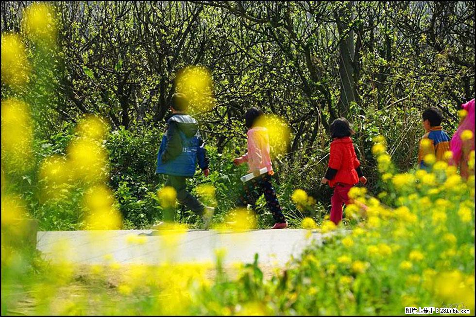 【春天，广西桂林灌阳县向您发出邀请！】长坪村油菜盛情花开 - 游山玩水 - 巴彦淖尔盟生活社区 - 巴彦淖尔盟28生活网 bycem.28life.com