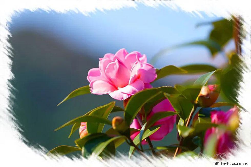 【春天，广西桂林灌阳县向您发出邀请！】杨柳井茶花惹人爱 - 游山玩水 - 巴彦淖尔盟生活社区 - 巴彦淖尔盟28生活网 bycem.28life.com