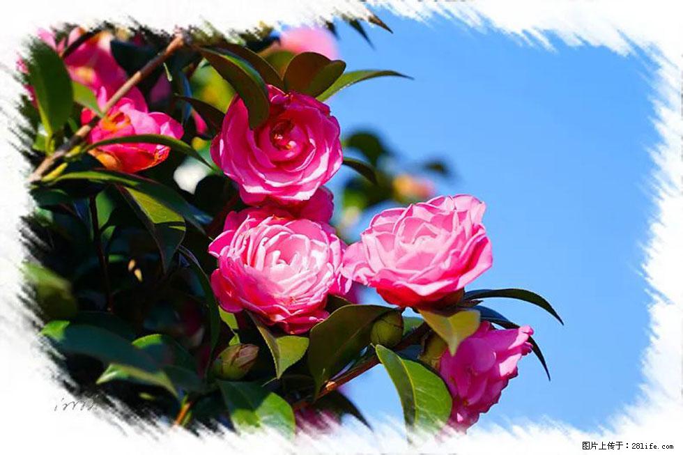 【春天，广西桂林灌阳县向您发出邀请！】杨柳井茶花惹人爱 - 游山玩水 - 巴彦淖尔盟生活社区 - 巴彦淖尔盟28生活网 bycem.28life.com