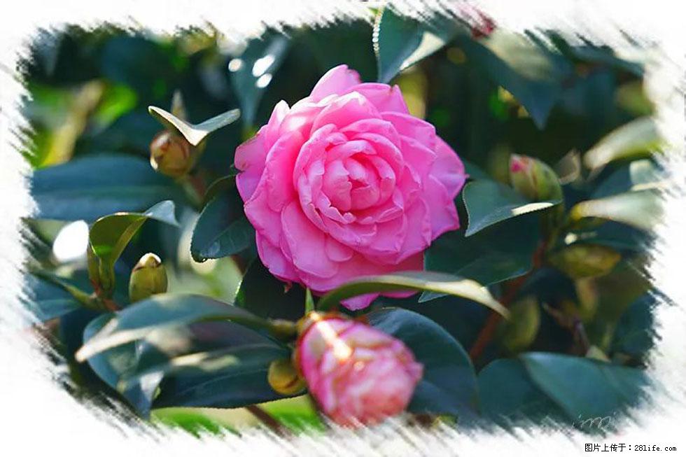 【春天，广西桂林灌阳县向您发出邀请！】杨柳井茶花惹人爱 - 游山玩水 - 巴彦淖尔盟生活社区 - 巴彦淖尔盟28生活网 bycem.28life.com