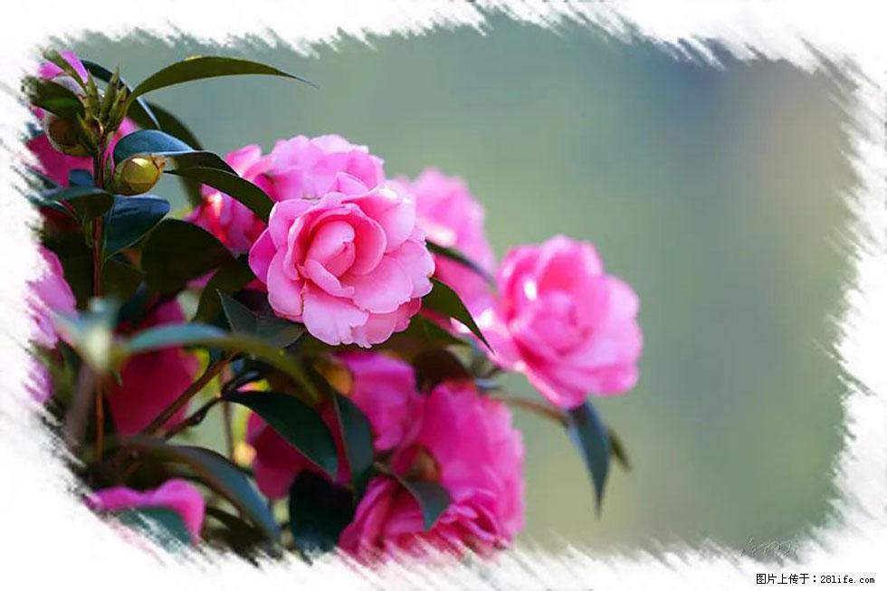 【春天，广西桂林灌阳县向您发出邀请！】杨柳井茶花惹人爱 - 游山玩水 - 巴彦淖尔盟生活社区 - 巴彦淖尔盟28生活网 bycem.28life.com