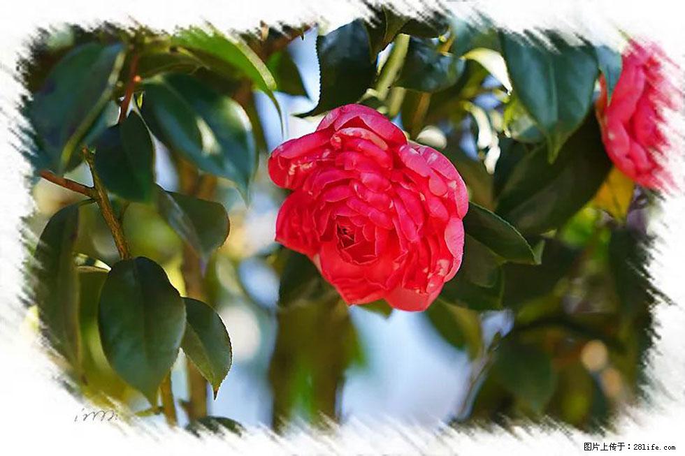 【春天，广西桂林灌阳县向您发出邀请！】杨柳井茶花惹人爱 - 游山玩水 - 巴彦淖尔盟生活社区 - 巴彦淖尔盟28生活网 bycem.28life.com