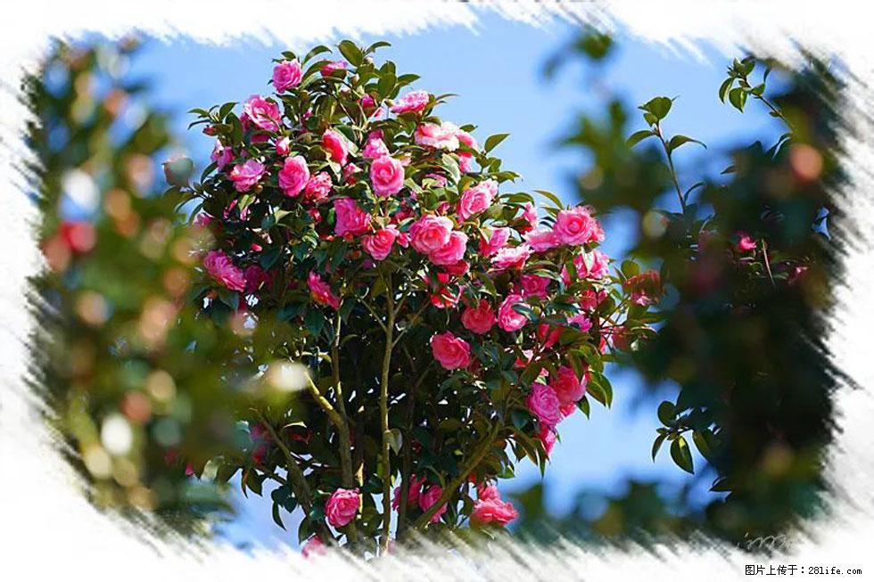 【春天，广西桂林灌阳县向您发出邀请！】杨柳井茶花惹人爱 - 游山玩水 - 巴彦淖尔盟生活社区 - 巴彦淖尔盟28生活网 bycem.28life.com