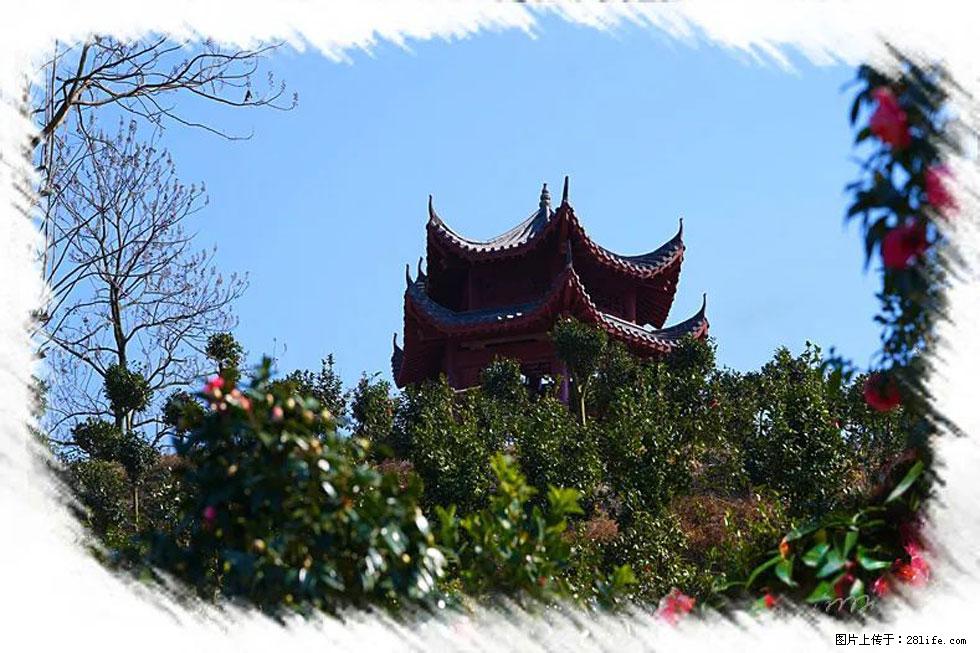 【春天，广西桂林灌阳县向您发出邀请！】杨柳井茶花惹人爱 - 游山玩水 - 巴彦淖尔盟生活社区 - 巴彦淖尔盟28生活网 bycem.28life.com