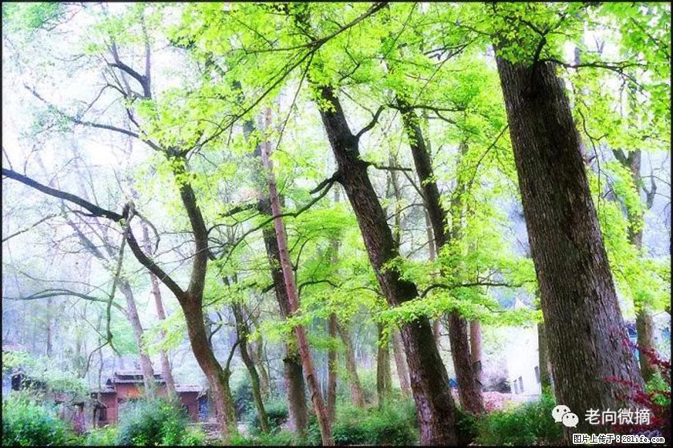 【春天，广西桂林灌阳县向您发出邀请！】在小龙村与春天约会 - 游山玩水 - 巴彦淖尔盟生活社区 - 巴彦淖尔盟28生活网 bycem.28life.com