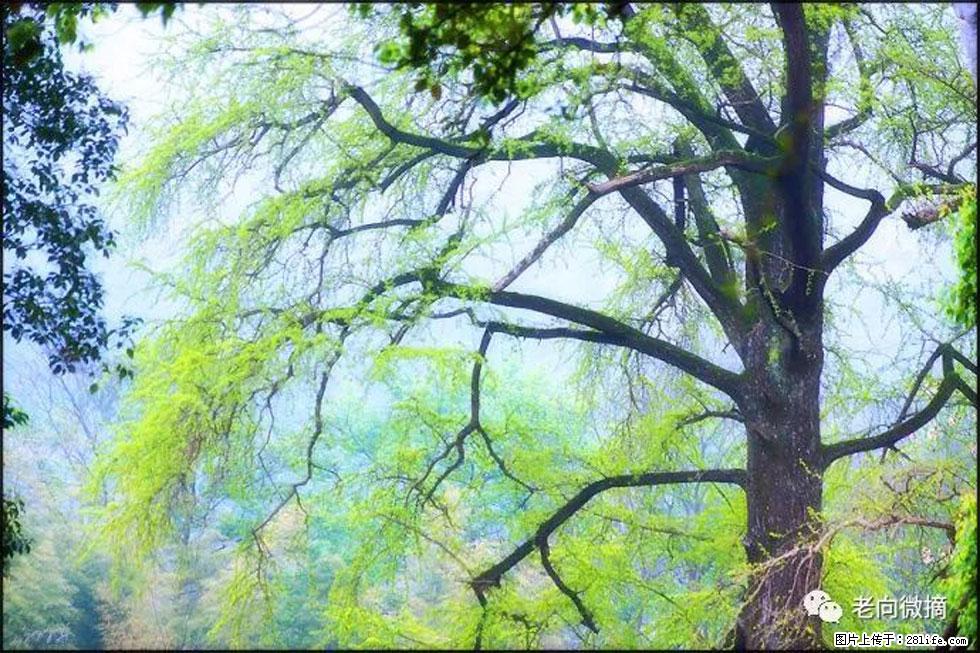 【春天，广西桂林灌阳县向您发出邀请！】在小龙村与春天约会 - 游山玩水 - 巴彦淖尔盟生活社区 - 巴彦淖尔盟28生活网 bycem.28life.com