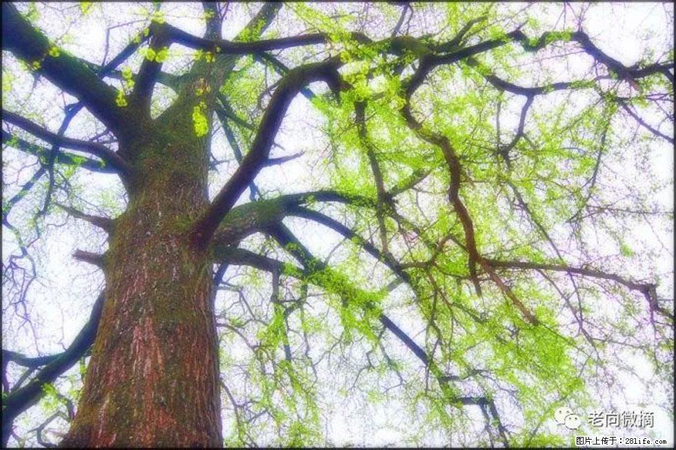 【春天，广西桂林灌阳县向您发出邀请！】在小龙村与春天约会 - 游山玩水 - 巴彦淖尔盟生活社区 - 巴彦淖尔盟28生活网 bycem.28life.com