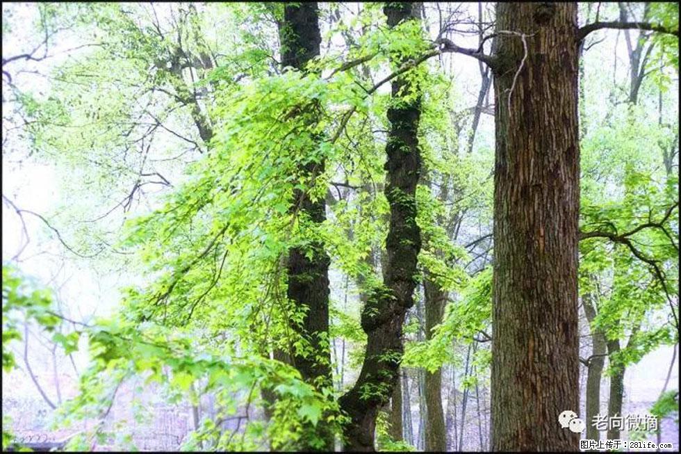 【春天，广西桂林灌阳县向您发出邀请！】在小龙村与春天约会 - 游山玩水 - 巴彦淖尔盟生活社区 - 巴彦淖尔盟28生活网 bycem.28life.com