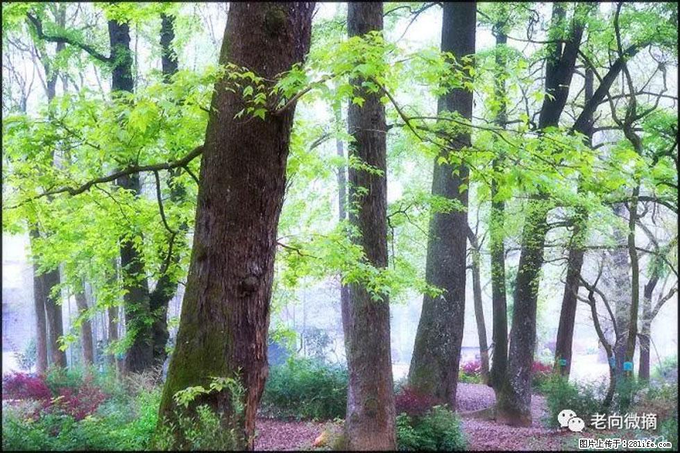 【春天，广西桂林灌阳县向您发出邀请！】在小龙村与春天约会 - 游山玩水 - 巴彦淖尔盟生活社区 - 巴彦淖尔盟28生活网 bycem.28life.com