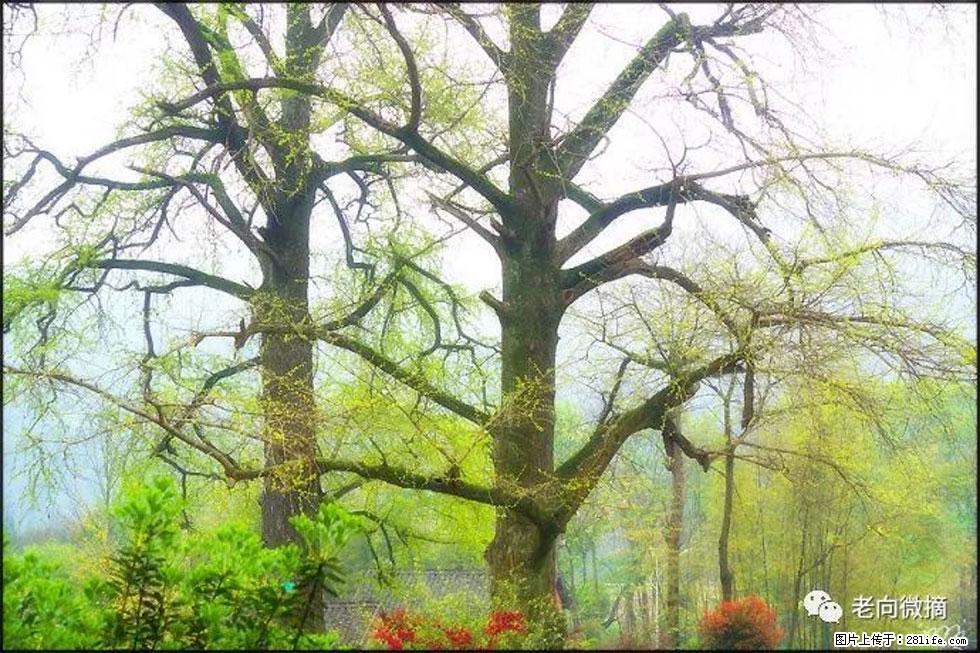 【春天，广西桂林灌阳县向您发出邀请！】在小龙村与春天约会 - 游山玩水 - 巴彦淖尔盟生活社区 - 巴彦淖尔盟28生活网 bycem.28life.com