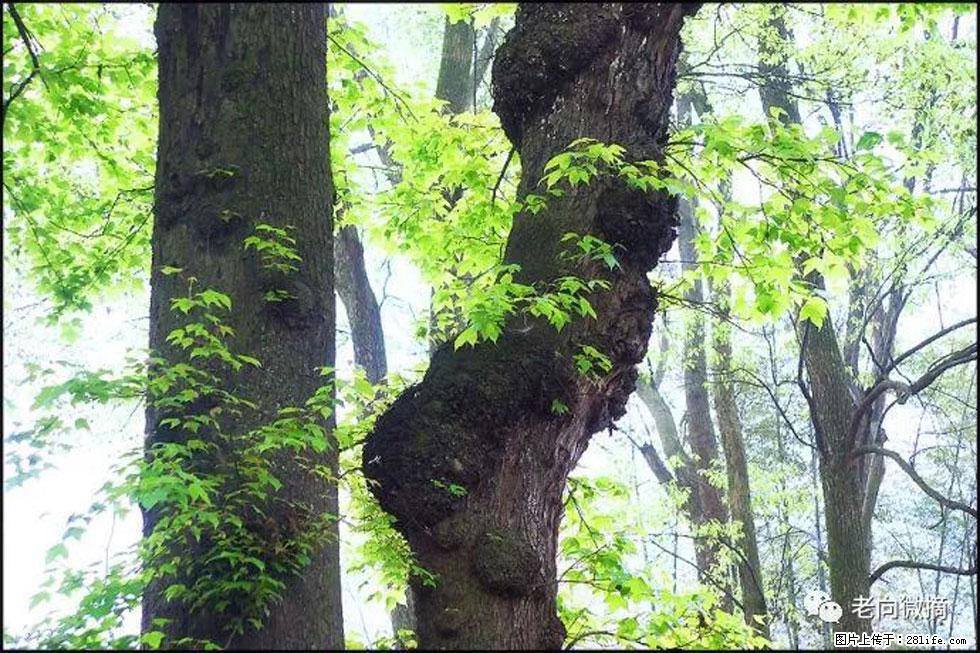 【春天，广西桂林灌阳县向您发出邀请！】在小龙村与春天约会 - 游山玩水 - 巴彦淖尔盟生活社区 - 巴彦淖尔盟28生活网 bycem.28life.com