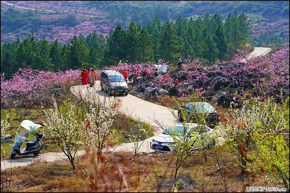 【春天，广西桂林灌阳县向您发出邀请！】望月岭上桃花开 - 游山玩水 - 巴彦淖尔盟生活社区 - 巴彦淖尔盟28生活网 bycem.28life.com