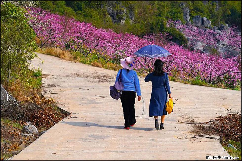 【春天，广西桂林灌阳县向您发出邀请！】望月岭上桃花开 - 游山玩水 - 巴彦淖尔盟生活社区 - 巴彦淖尔盟28生活网 bycem.28life.com