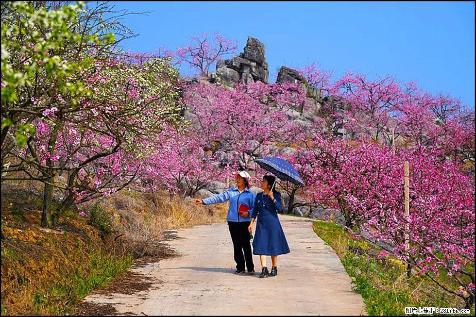 【春天，广西桂林灌阳县向您发出邀请！】望月岭上桃花开 - 游山玩水 - 巴彦淖尔盟生活社区 - 巴彦淖尔盟28生活网 bycem.28life.com