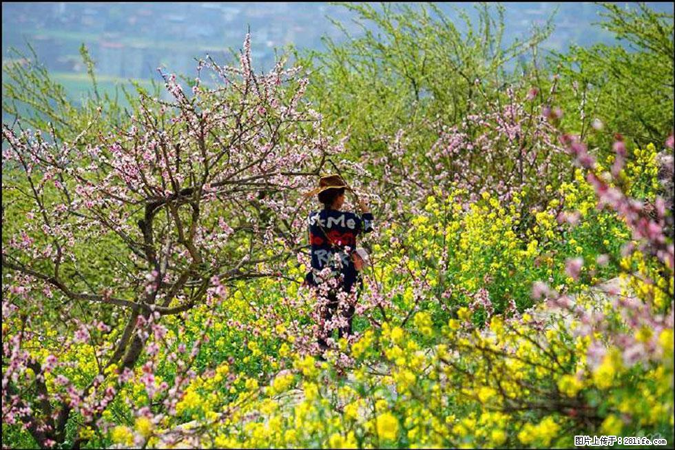 【春天，广西桂林灌阳县向您发出邀请！】望月岭上桃花开 - 游山玩水 - 巴彦淖尔盟生活社区 - 巴彦淖尔盟28生活网 bycem.28life.com