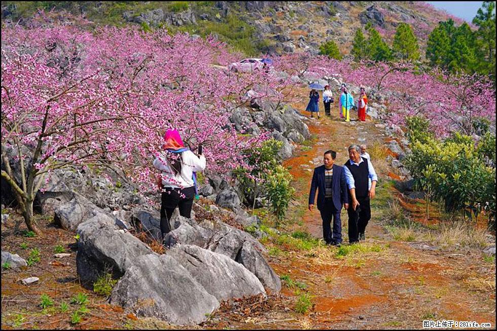 【春天，广西桂林灌阳县向您发出邀请！】望月岭上桃花开 - 游山玩水 - 巴彦淖尔盟生活社区 - 巴彦淖尔盟28生活网 bycem.28life.com