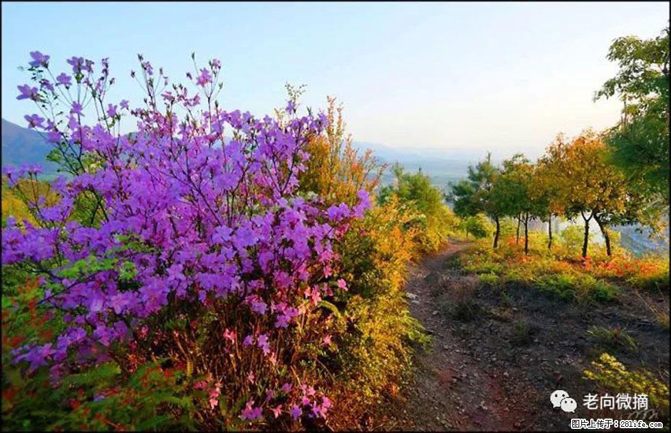 【春天，广西桂林灌阳县向您发出邀请！】登麒麟山，相约映山红 - 游山玩水 - 巴彦淖尔盟生活社区 - 巴彦淖尔盟28生活网 bycem.28life.com