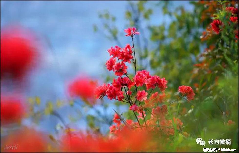 【春天，广西桂林灌阳县向您发出邀请！】登麒麟山，相约映山红 - 游山玩水 - 巴彦淖尔盟生活社区 - 巴彦淖尔盟28生活网 bycem.28life.com