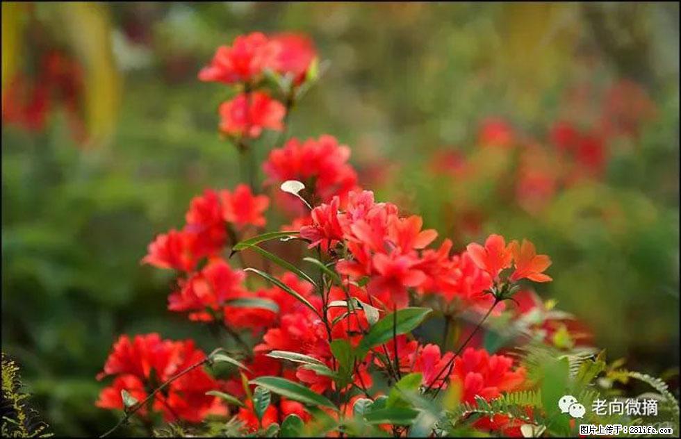 【春天，广西桂林灌阳县向您发出邀请！】登麒麟山，相约映山红 - 游山玩水 - 巴彦淖尔盟生活社区 - 巴彦淖尔盟28生活网 bycem.28life.com