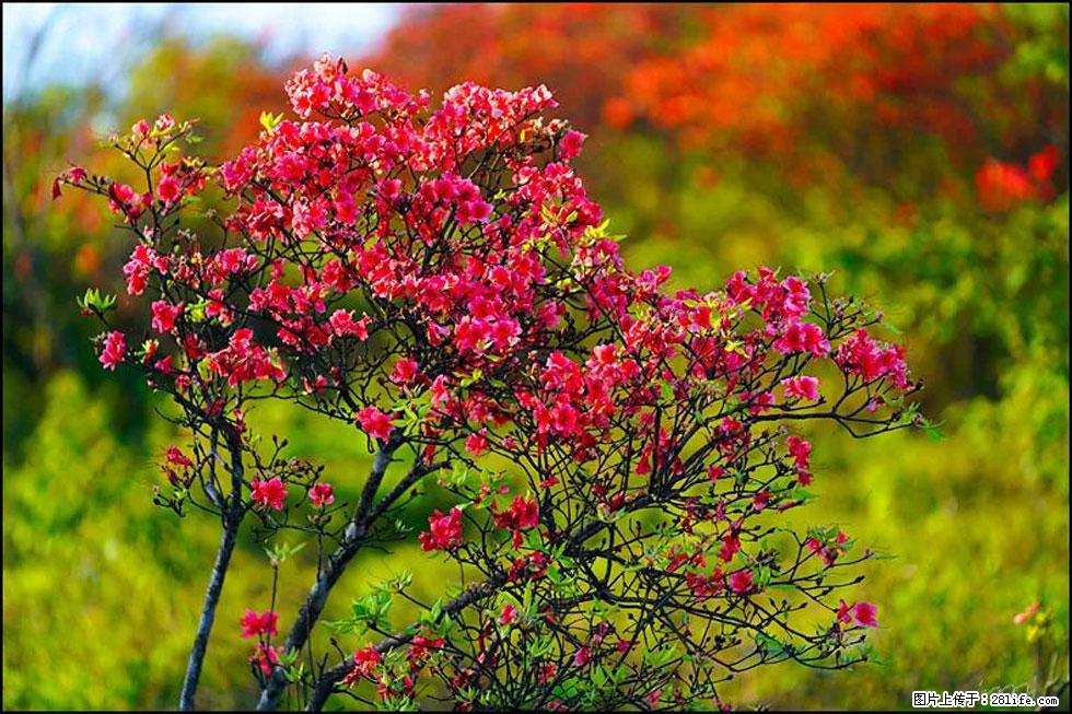 【春天，广西桂林灌阳县向您发出邀请！】春木界上映山红 - 游山玩水 - 巴彦淖尔盟生活社区 - 巴彦淖尔盟28生活网 bycem.28life.com