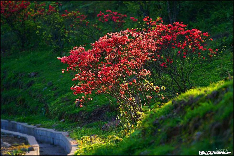 【春天，广西桂林灌阳县向您发出邀请！】春木界上映山红 - 游山玩水 - 巴彦淖尔盟生活社区 - 巴彦淖尔盟28生活网 bycem.28life.com