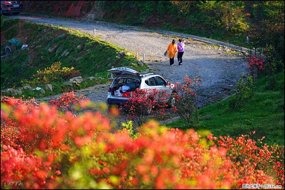 【春天，广西桂林灌阳县向您发出邀请！】春木界上映山红 - 游山玩水 - 巴彦淖尔盟生活社区 - 巴彦淖尔盟28生活网 bycem.28life.com