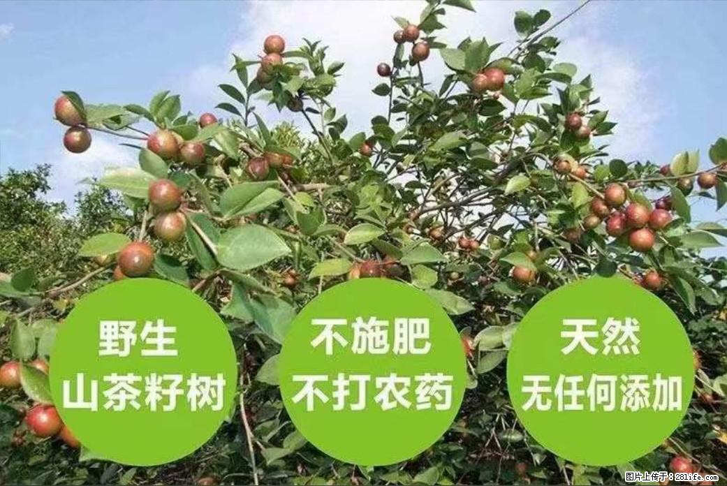 【灌阳县油茶产业示范区】一个有着充实的精神生活的人，对待身外之物自会有一种淡泊的态度 - 美食天地 - 巴彦淖尔盟生活社区 - 巴彦淖尔盟28生活网 bycem.28life.com